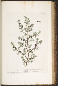 لوحة 187 ، شجرة العرعر ، من "A Curious Herbal" بواسطة إليزابيث بلاكويل