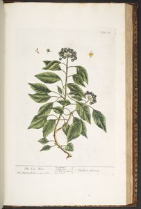 اللوحة 188 من A Curious Herbal بواسطة إليزابيث بلاكويل