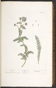 اللوحة 18 ، يارو ، من "A Curious Herbal" بواسطة إليزابيث بلاكويل