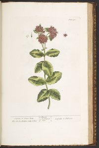 اللوحة 191 ، Orpine ، أو Live-Long ، من "A Curious Herbal" بواسطة إليزابيث بلاكويل