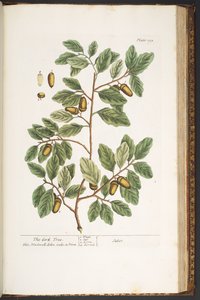 اللوحة رقم 193 من A Curious Herbal بواسطة إليزابيث بلاكويل