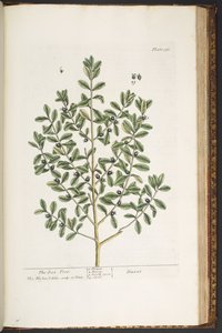 لوحة 196 من A Curious Herbal بواسطة إليزابيث بلاكويل