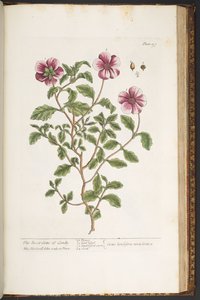اللوحة 197 من A Curious Herbal بواسطة إليزابيث بلاكويل