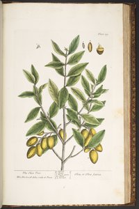 اللوحة 199 من A Curious Herbal بواسطة إليزابيث بلاكويل