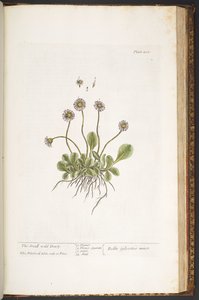 اللوحة 200 ، زهرة الأقحوان البرية الصغيرة ، من "A Curious Herbal" بواسطة إليزابيث بلاكويل