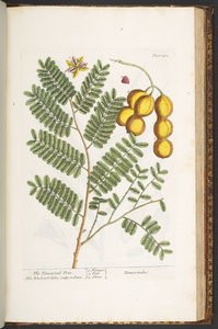 اللوحة 201 من A Curious Herbal بواسطة إليزابيث بلاكويل