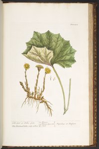اللوحة 204 من A Curious Herbal بواسطة إليزابيث بلاكويل