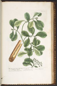اللوحة 206 من A Curious Herbal بواسطة إليزابيث بلاكويل