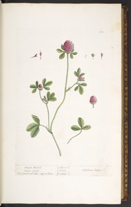 اللوحة 20 ، Purple Trefoil Clover Grass ، من "A Curious Herbal" بواسطة إليزابيث بلاكويل