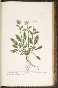 اللوحة 218 من A Curious Herbal بواسطة إليزابيث بلاكويل