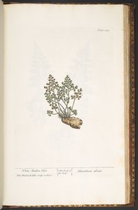 اللوحة 219 من A Curious Herbal بواسطة إليزابيث بلاكويل