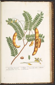 اللوحة 221 من A Curious Herbal بواسطة إليزابيث بلاكويل
