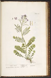اللوحة 223 من A Curious Herbal بواسطة إليزابيث بلاكويل