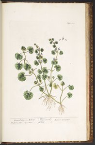 اللوحة 225 من A Curious Herbal بواسطة إليزابيث بلاكويل