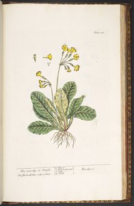 اللوحة 226 من A Curious Herbal بواسطة إليزابيث بلاكويل