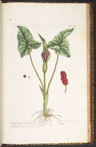اللوحة 228 من A Curious Herbal بواسطة إليزابيث بلاكويل