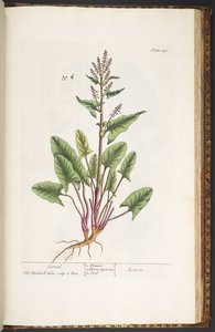 اللوحة 230 من A Curious Herbal بواسطة إليزابيث بلاكويل