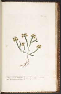 اللوحة 232 من A Curious Herbal بواسطة إليزابيث بلاكويل