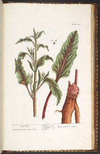 اللوحة رقم 235 من A Curious Herbal بواسطة إليزابيث بلاكويل