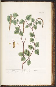 اللوحة 240 من A Curious Herbal بواسطة إليزابيث بلاكويل