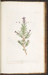 اللوحة 241 من A Curious Herbal بواسطة إليزابيث بلاكويل