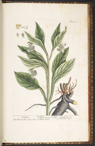 اللوحة 252 من A Curious Herbal بواسطة إليزابيث بلاكويل