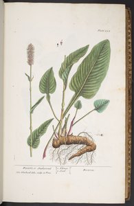 اللوحة 254 من A Curious Herbal بواسطة إليزابيث بلاكويل