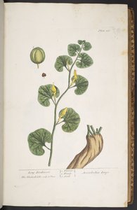 اللوحة 257 من A Curious Herbal بواسطة إليزابيث بلاكويل