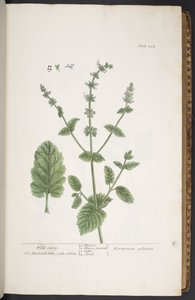 اللوحة 258 من A Curious Herbal بواسطة إليزابيث بلاكويل