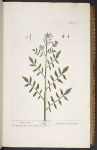 اللوحة 260 من A Curious Herbal بواسطة إليزابيث بلاكويل
