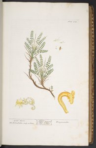 اللوحة 264 من A Curious Herbal بواسطة إليزابيث بلاكويل