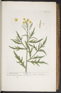 اللوحة 266 من A Curious Herbal بواسطة إليزابيث بلاكويل