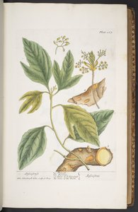 اللوحة 267 من A Curious Herbal بواسطة إليزابيث بلاكويل
