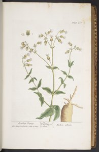 اللوحة 268 من A Curious Herbal بواسطة إليزابيث بلاكويل