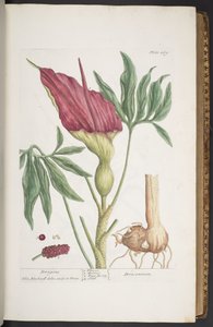 اللوحة 269 ، التنين ، أو Dracontium ، من "A Curious Herbal" بواسطة إليزابيث بلاكويل