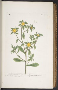 اللوحة 272 من A Curious Herbal بواسطة إليزابيث بلاكويل