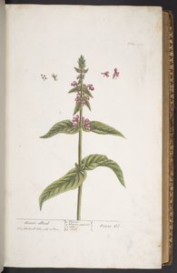 اللوحة 273 من A Curious Herbal بواسطة إليزابيث بلاكويل