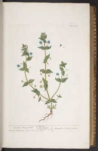 اللوحة 274 من A Curious Herbal بواسطة إليزابيث بلاكويل