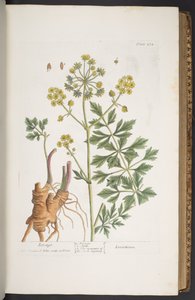 اللوحة 275 من A Curious Herbal بواسطة إليزابيث بلاكويل