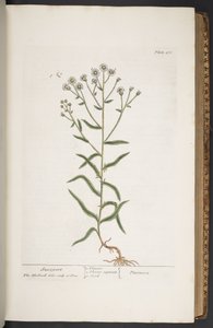 اللوحة 276 من A Curious Herbal بواسطة إليزابيث بلاكويل