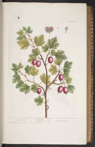 اللوحة 277 من A Curious Herbal بواسطة إليزابيث بلاكويل