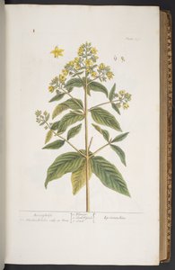 اللوحة 278 من A Curious Herbal بواسطة إليزابيث بلاكويل