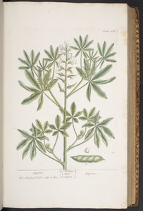 اللوحة 282 من A Curious Herbal بواسطة إليزابيث بلاكويل