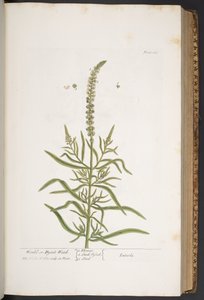 اللوحة 283 من A Curious Herbal بواسطة إليزابيث بلاكويل