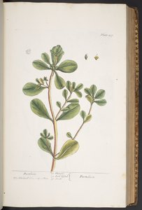 اللوحة 287 من A Curious Herbal بواسطة إليزابيث بلاكويل