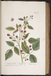 اللوحة 289 من A Curious Herbal بواسطة إليزابيث بلاكويل