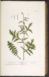 اللوحة 28 ، خردل السياج ، من "A Curious Herbal" بواسطة إليزابيث بلاكويل