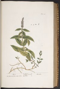 اللوحة 290 من A Curious Herbal بواسطة إليزابيث بلاكويل