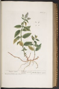 اللوحة 291 من A Curious Herbal بواسطة إليزابيث بلاكويل