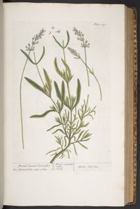 اللوحة 295 من A Curious Herbal بواسطة إليزابيث بلاكويل